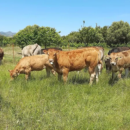 Orvile Agroturismo Posada (Sardinia)