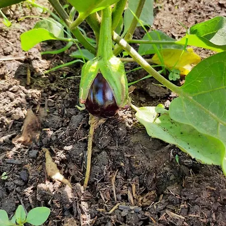 مزرعة للإقامة Orvile بوسادا