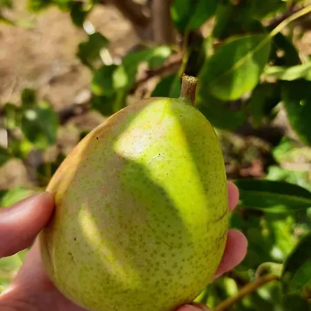 Orvile Posada (Sardinia)