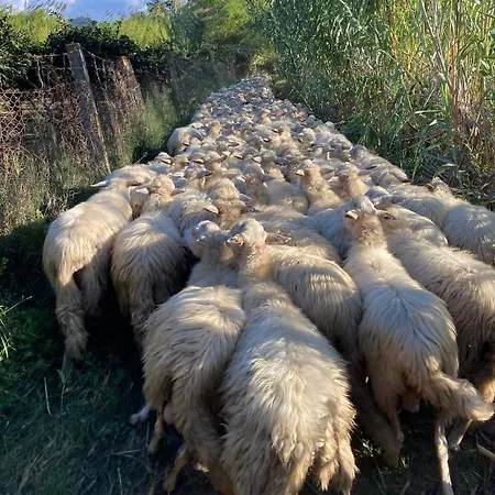 مزرعة للإقامة Orvile *